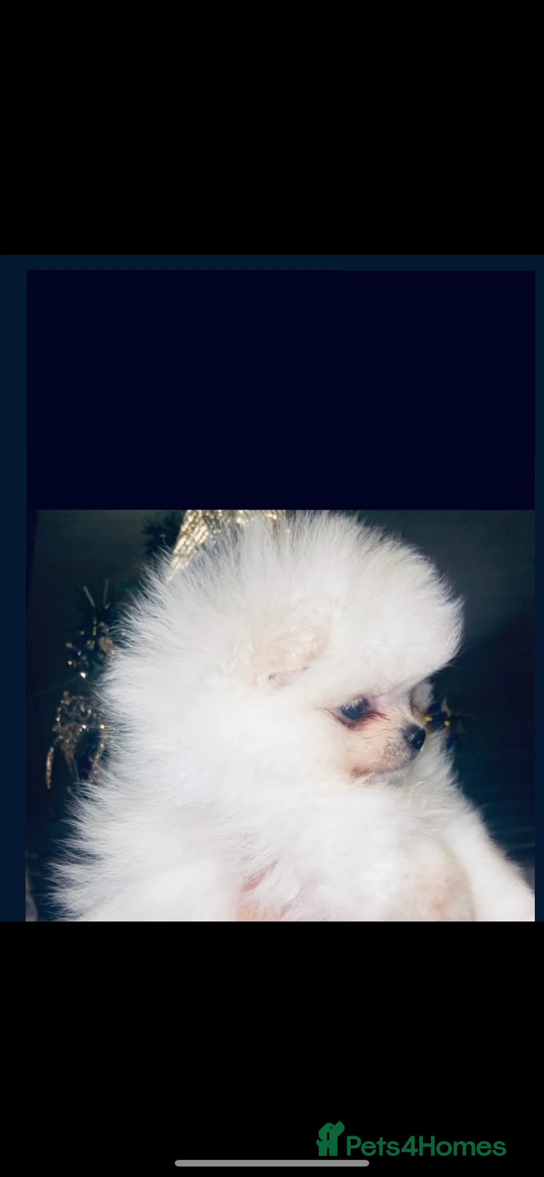 Pomeranian dogs for stud: Chaio Li Ya top champion lines stud dog kc reg in Ferryhill - Advert 9