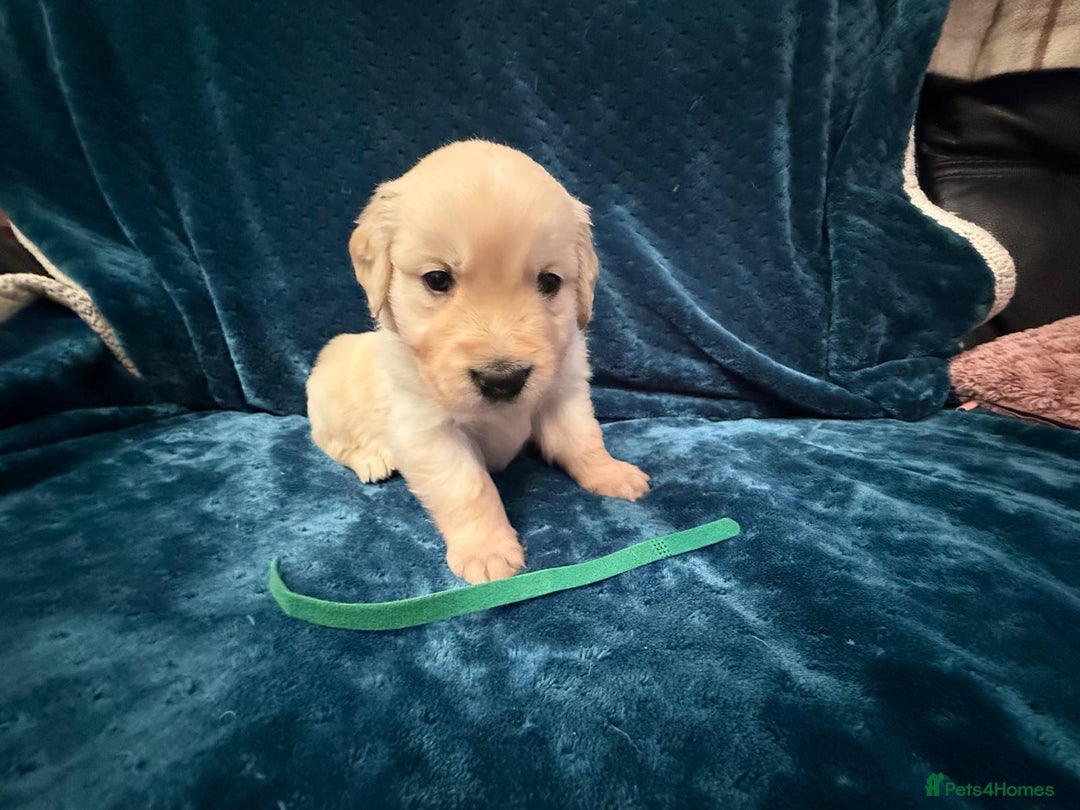 Golden Retriever dogs for sale: Beautiful KC reg Golden Retriever pups - Image 4