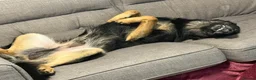 German Shepherd dogs for sale: 4 Year old Male German Shepherd  - Advert 8