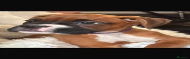 Boxer 3