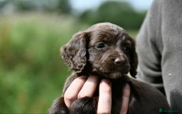 Cocker Spaniel dogs for sale: Exceptional litter of working cocker spaniel pups - Image 4