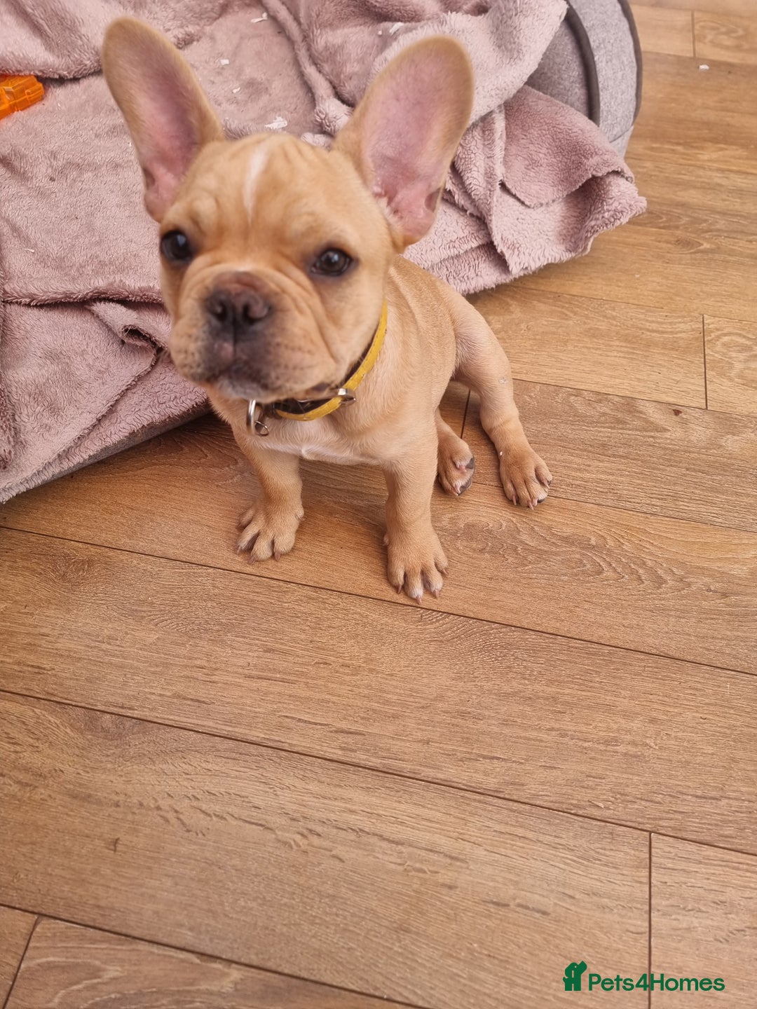 French Bulldog dogs for sale: Male French Bulldog available now  in Wisbech - Image 11