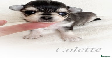 Chihuahua dogs - Advert 7