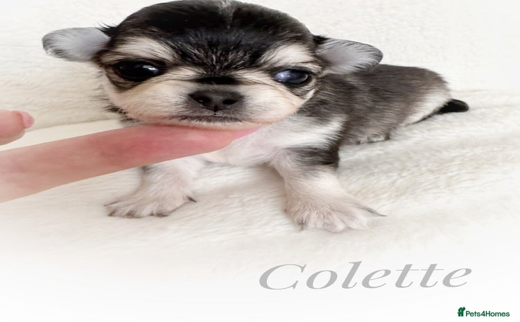 Chihuahua dogs - Advert 1