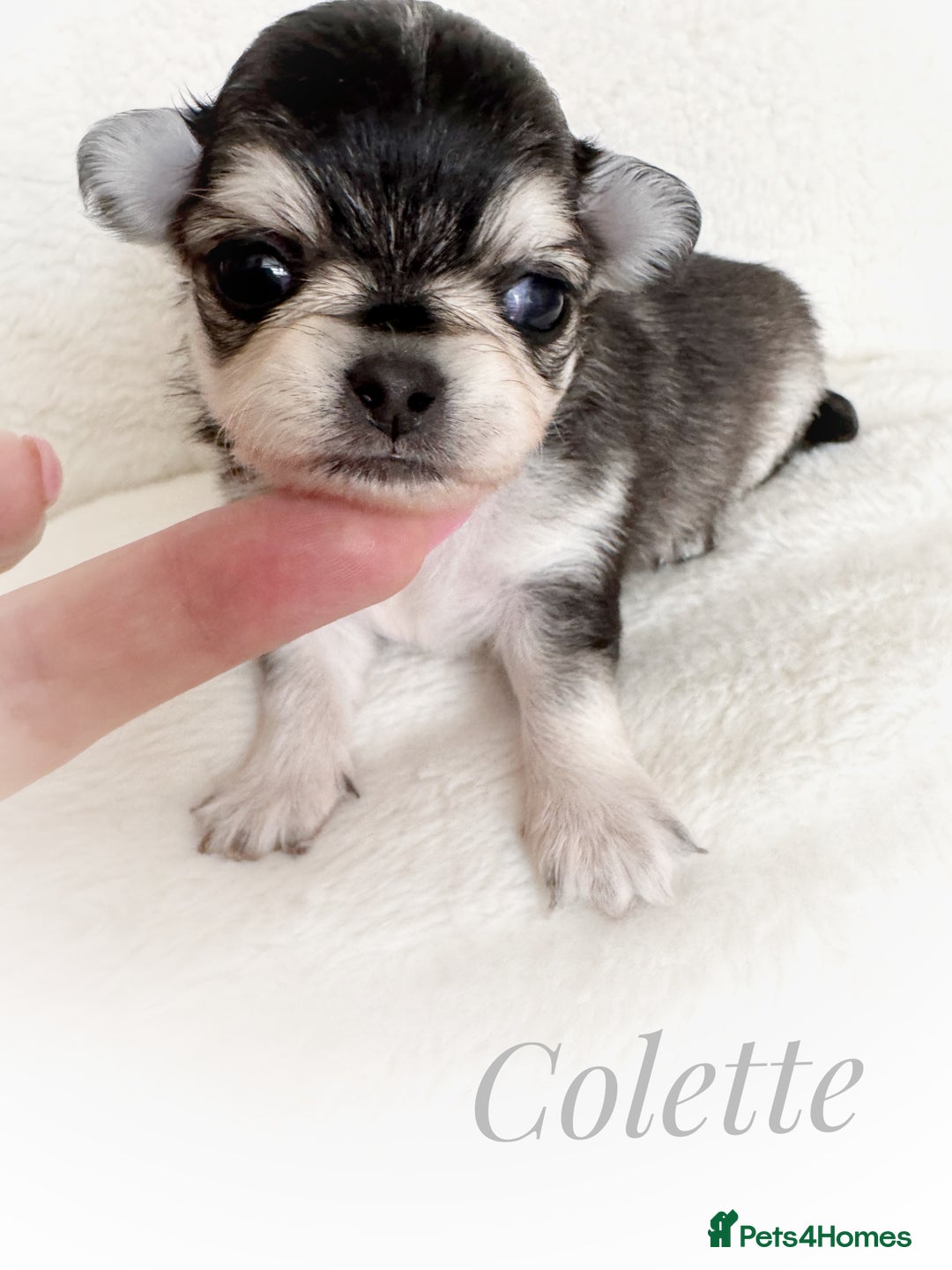 Chihuahua dogs for sale: KC rare husky marking chihuahua puppies Thai lines - Image 4