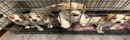 Cocker Spaniel dogs for sale: Working Cocker Spaniels - Advert 17