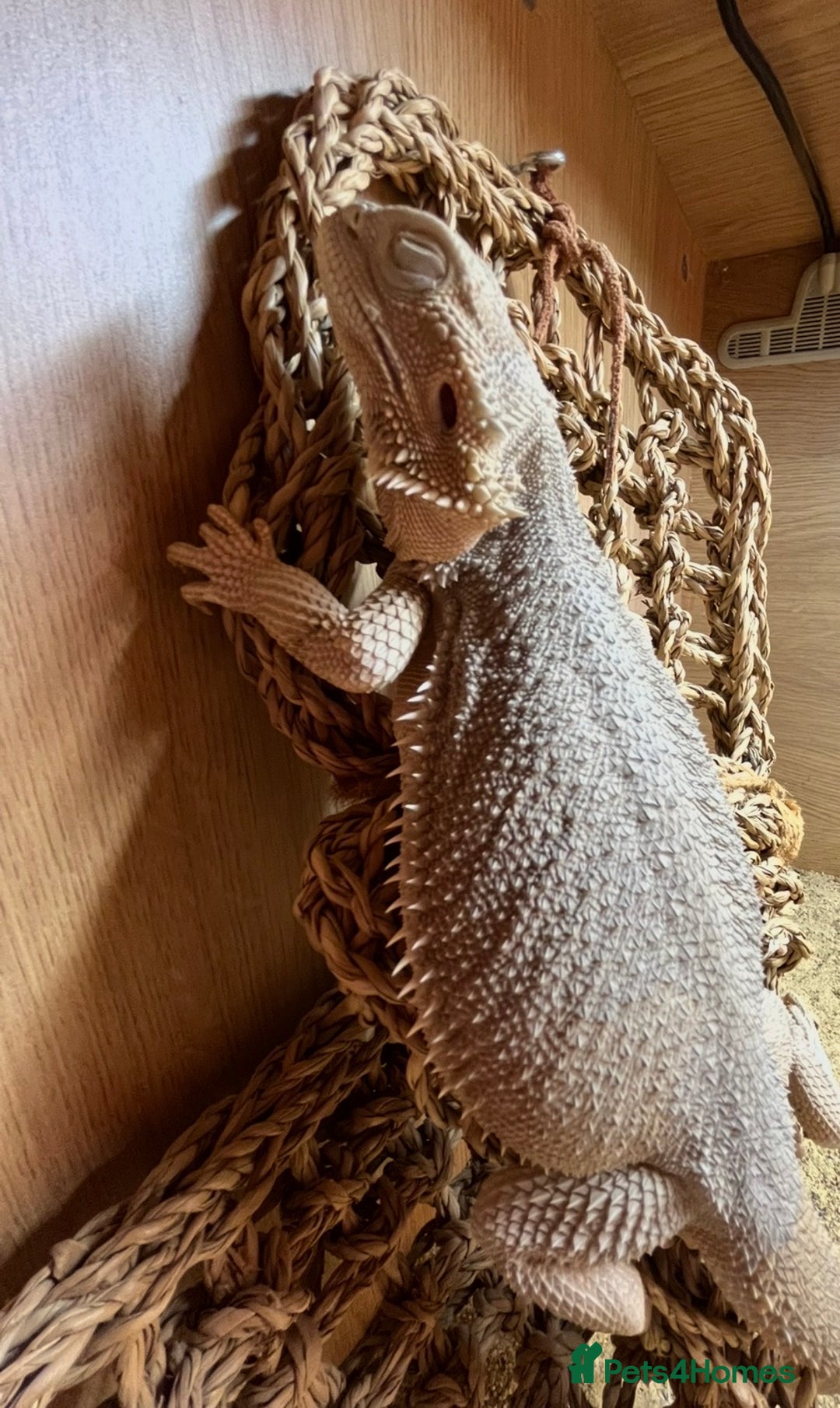 Bearded Dragon reptiles for sale: Hypo Zero Het Trans Bearded Dragon  - Advert 2