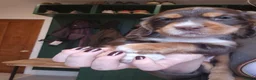 Cocker Spaniel dogs for sale: Kc working cockers health tested parents  - Advert 1