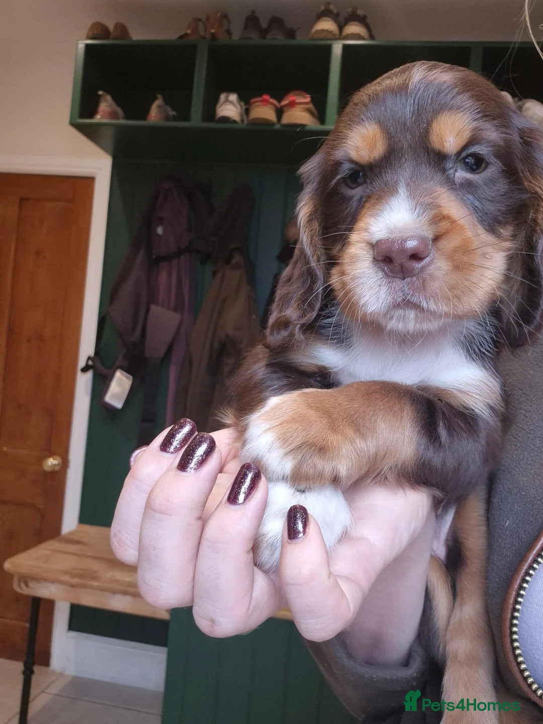 Cocker Spaniel dogs for sale: Kc working cockers health tested parents  - Advert 1
