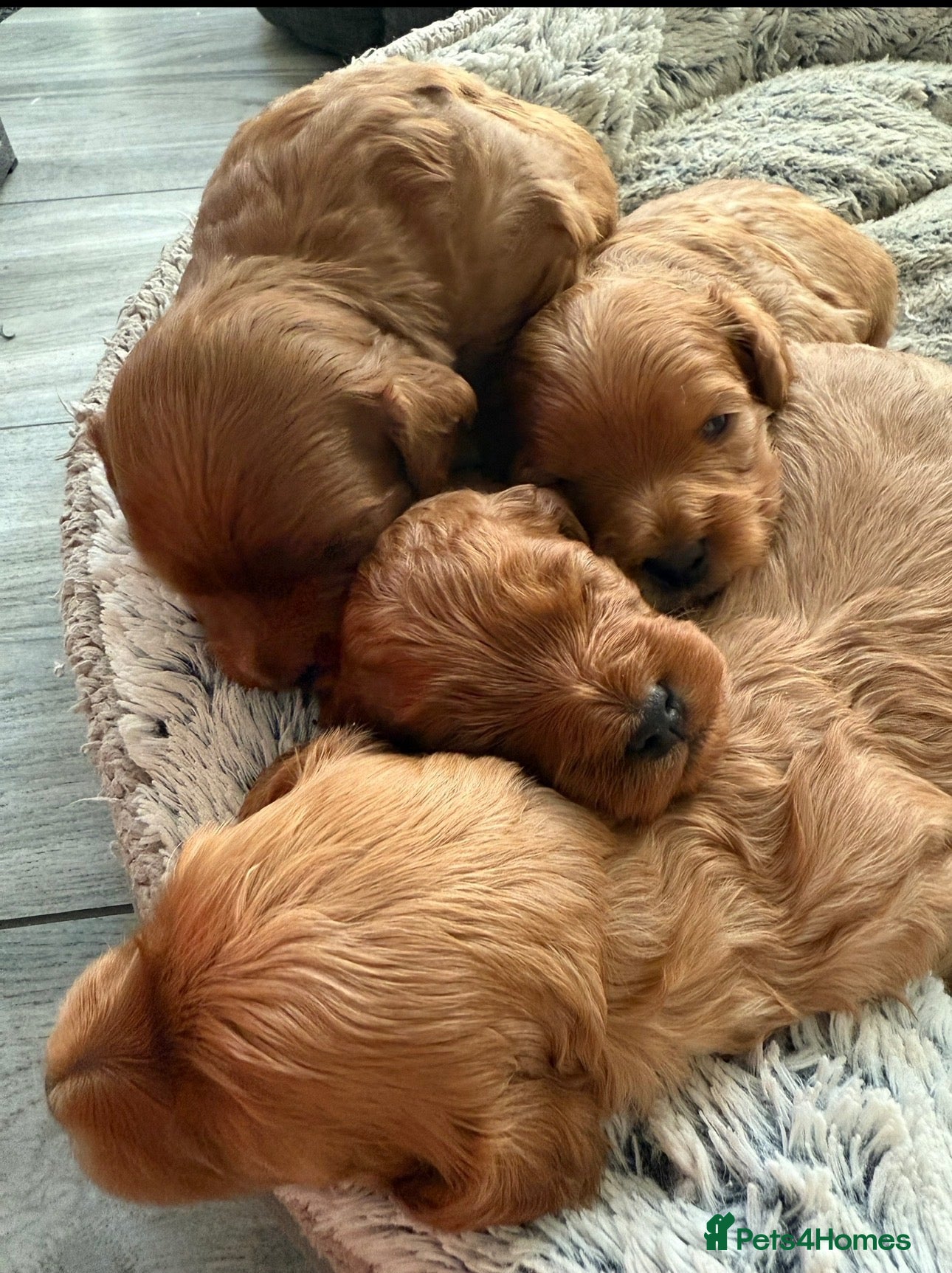 Mixed Breed dogs Beautiful Red Cavapoo Puppies  - Advert 3