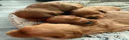 Mixed Breed dogs for sale: Beautiful Red Cavapoo Puppies  - Advert 1