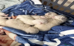 Ragdoll cats for sale: Adorable Ragdoll Kittens  - Image 13