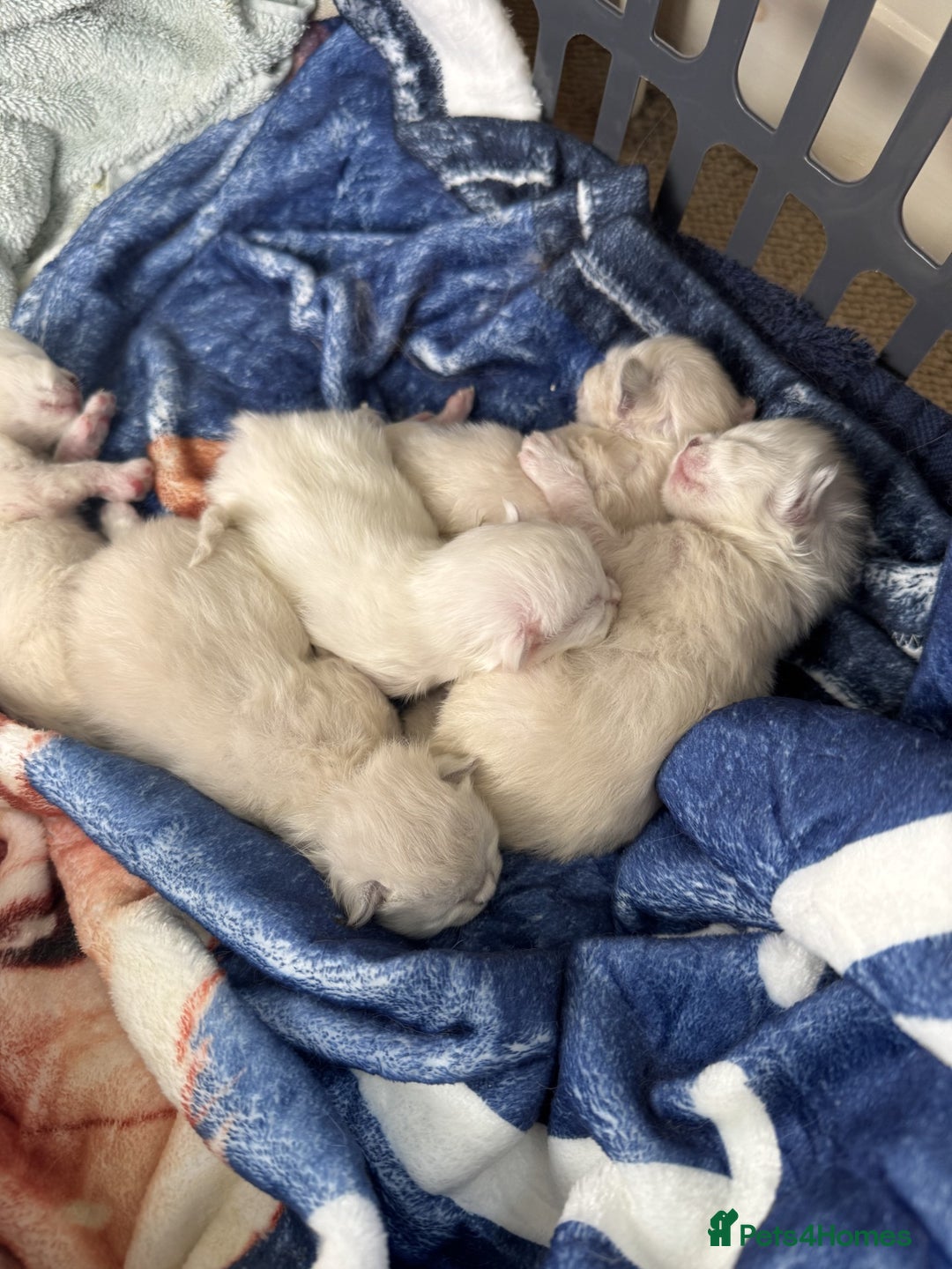Ragdoll cats for sale: Adorable Ragdoll Kittens  - Image 13