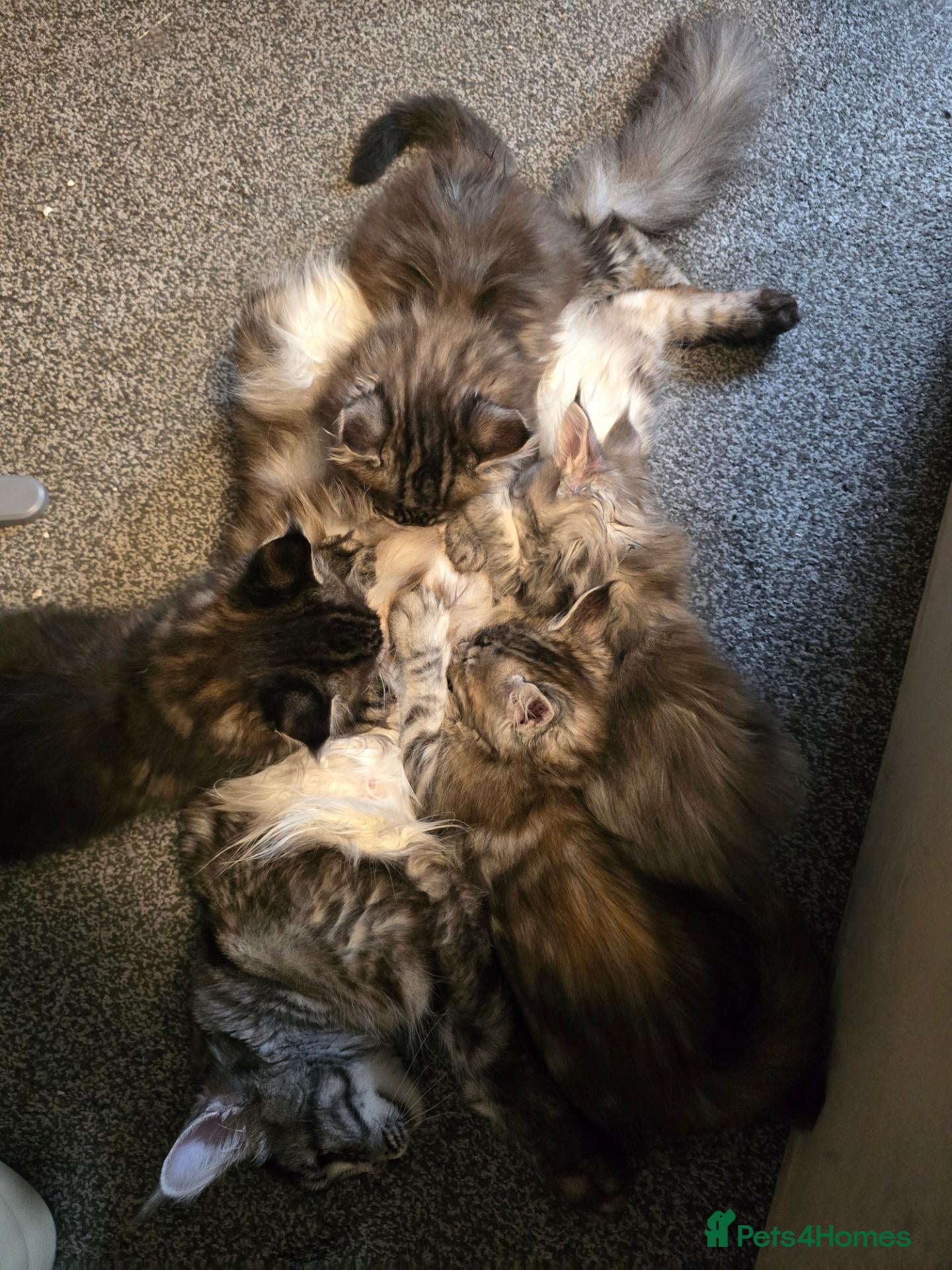 Maine Coon cats  🐾❤️ BEAUTIFUL MAINE COON KITTENS  ❤️🐾 - Advert 2