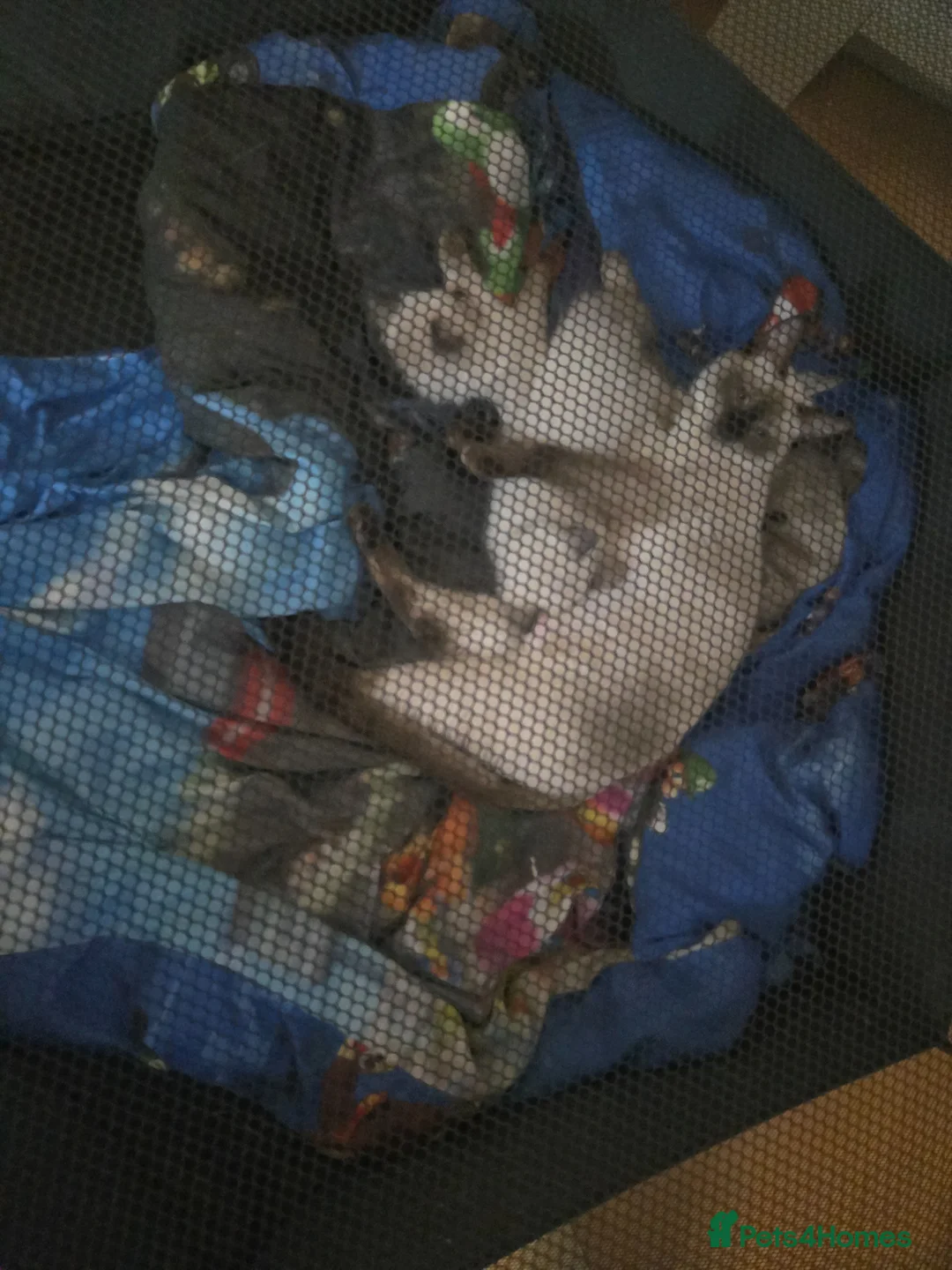 Ragdoll cats for sale: Ragamese ragdoll Siamese kittens  - Advert 19