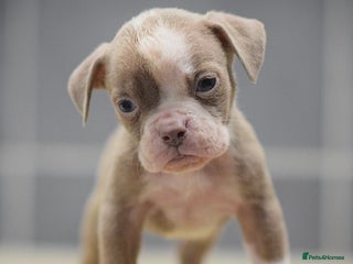 Olde English Bulldogge dogs 5⭐️COUNCIL APPROVED,LICENSED, 23 YEARS EXPERIENCE. - Advert 8