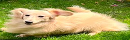 Miniature Dachshund dogs for stud: TRUE ENGLISH CREAM MINIATURE DACHSHUND STUD✨ - Advert 5