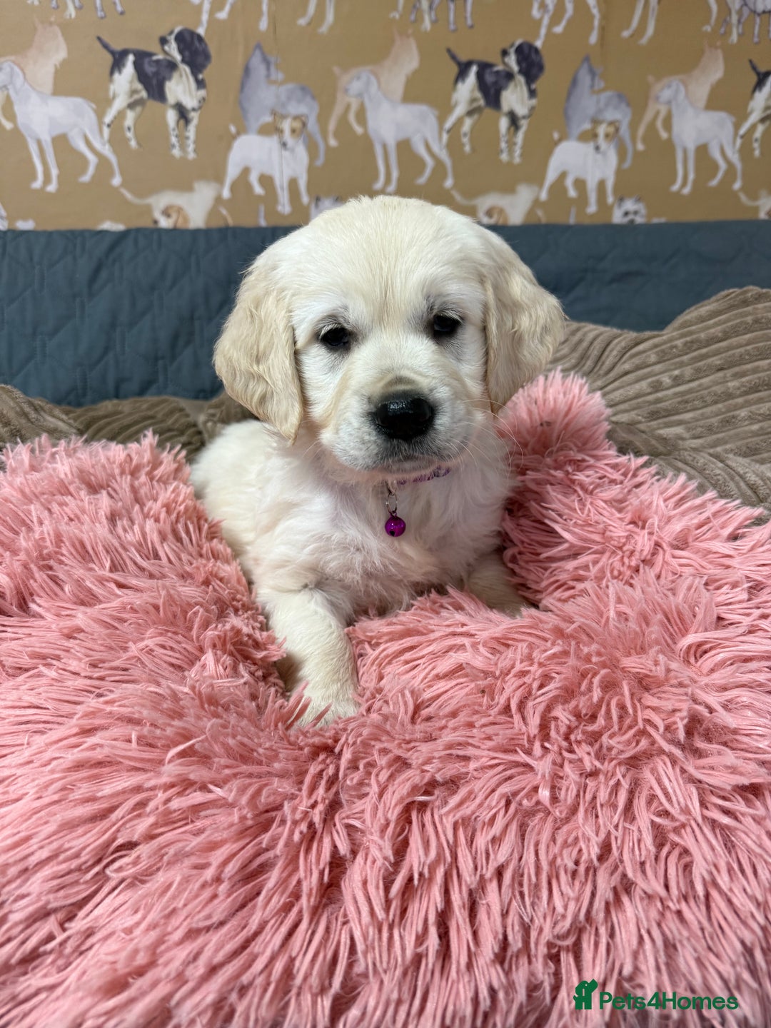 Golden Retriever dogs for sale: Kc registered DNA clear Golden Retriever Puppies - Advert 10