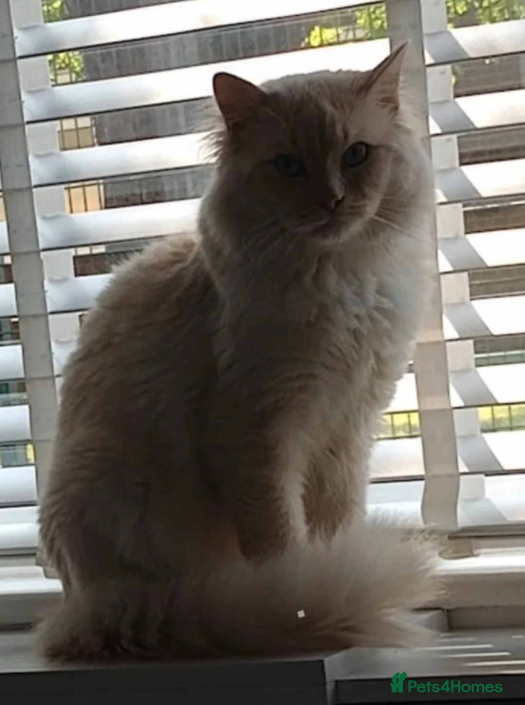Ragdoll cats for sale: Pure flamed Ragdoll male cat - Advert 5