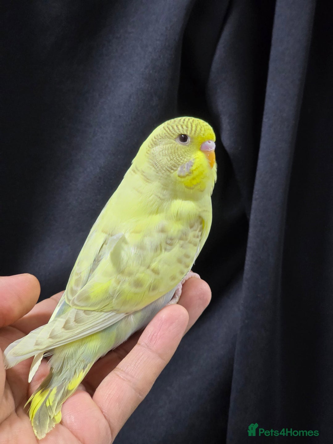 Budgerigars birds for sale: Silly hand tamed baby budgies for sale  - Advert 18