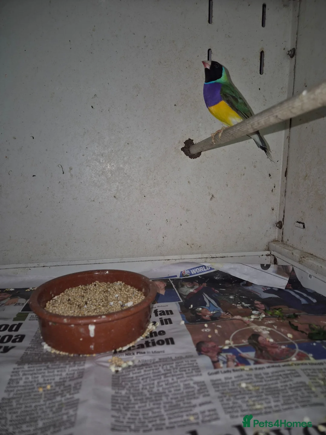 Finches birds for sale: Gouldian Finches  - Advert 4