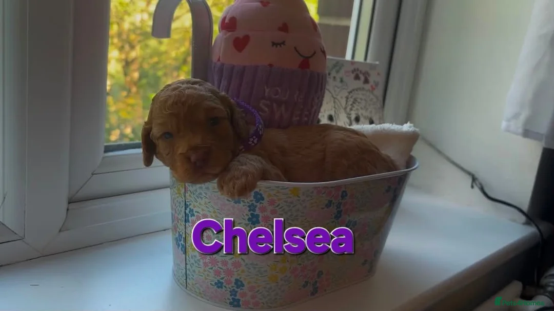 Cockapoo dogs for sale: COCKAPOO PUPPIES LOOKING FOR A HOME  - Advert 1