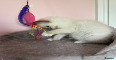 Ragdoll cats - Advert 9
