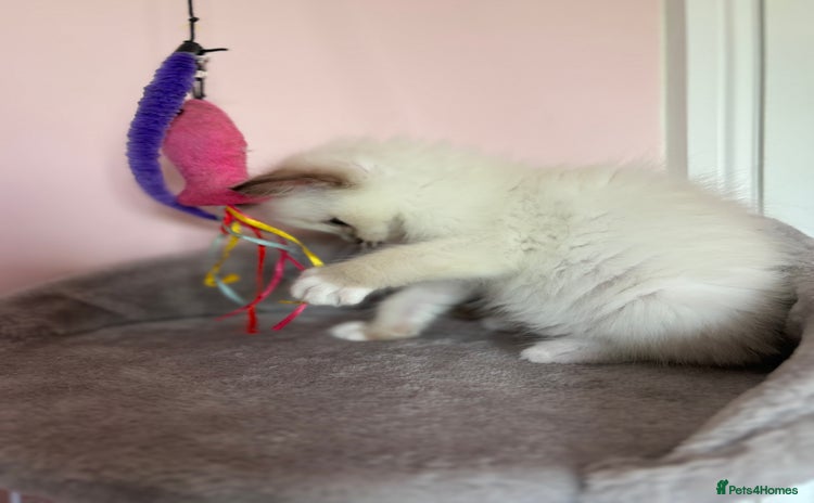 Ragdoll cats - Advert 1