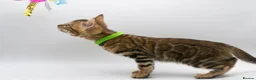 Bengal cats for sale: Stunning TICA Registered Bengal Kittens - Advert 29