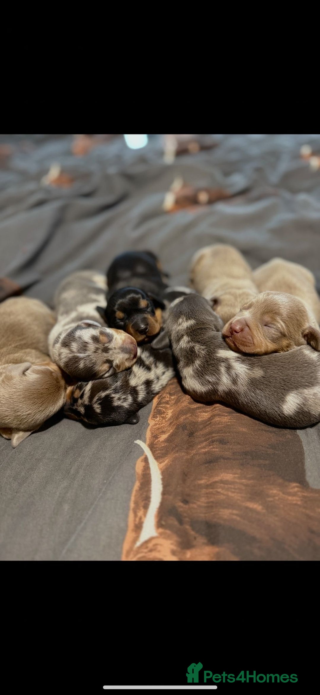 Dachshund dogs for sale: 7 Beautiful dachshund puppies  - Advert 18