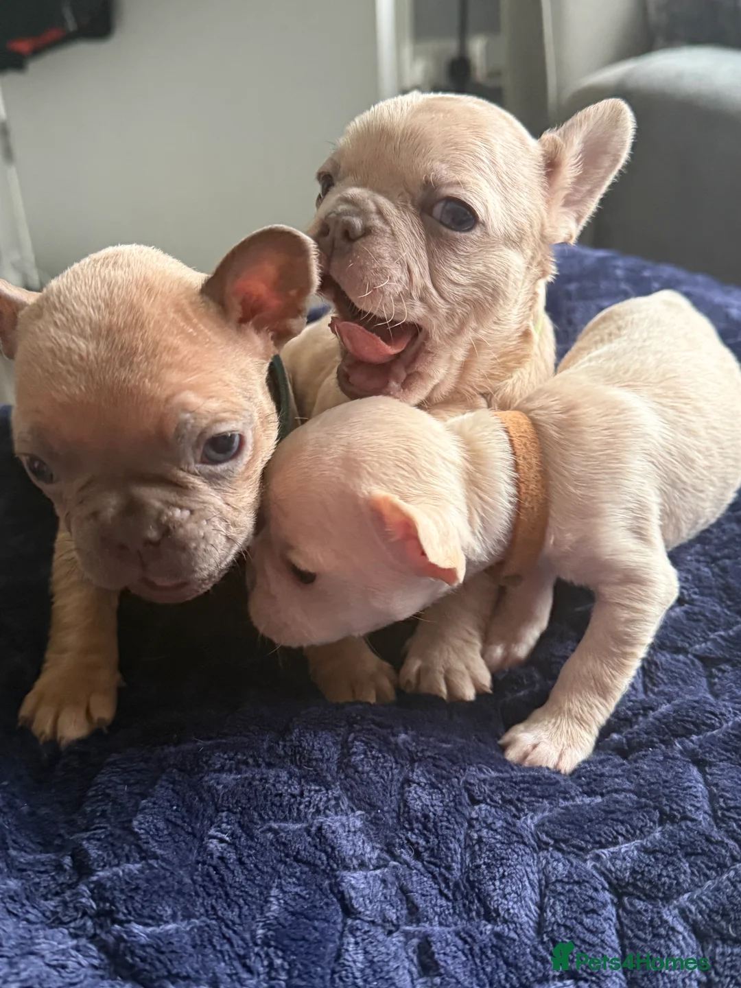French Bulldog dogs for sale: Vaccine and Micro Chipped French Bulldog Puppies - Advert 18