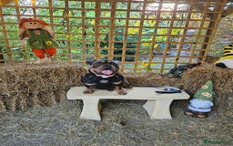 English Bulldog dogs for stud: STUD ONLY-Englishbulldog X American exotic Bulldog - Advert 2