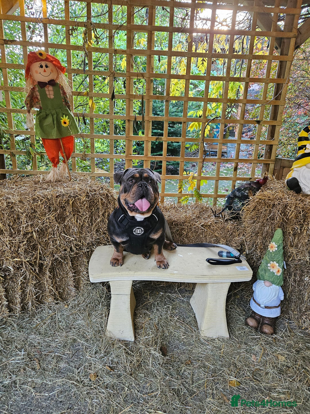 English Bulldog dogs for stud: STUD ONLY-Englishbulldog X American exotic Bulldog - Advert 2