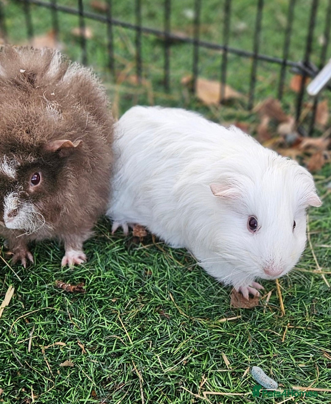 Guinea Pig rodents for sale: Guinea pigs  - Advert 5