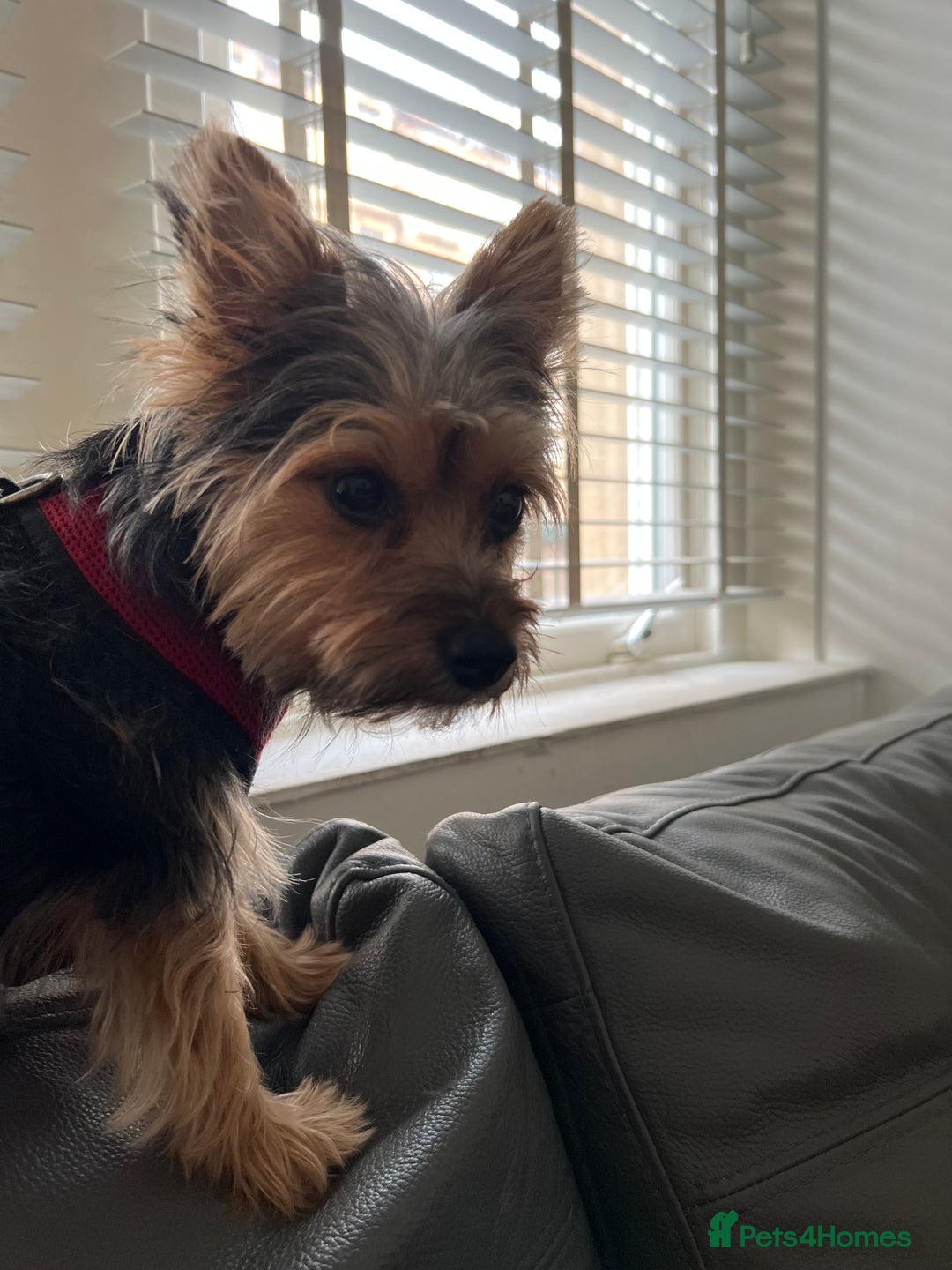 Mixed Breed dogs for sale: Yorker x biewer - Advert 4