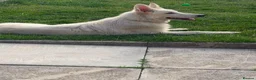 German Shepherd dogs for sale: 7 MONTH OLD WHITE GERMAN SHEPHERD - Advert 3