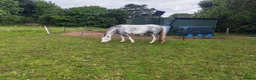 Welsh Section A horses for sale: Flo is looking for a loan with the view to buy  - Advert 1