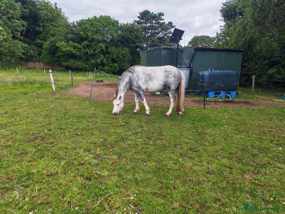 Welsh Section A horses for sale: Flo is looking for a loan with the view to buy  - Advert 1