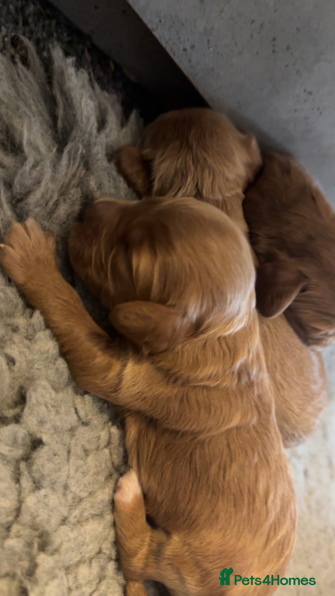 Cockapoo dogs for sale: Cockapoo F1 - Advert 17