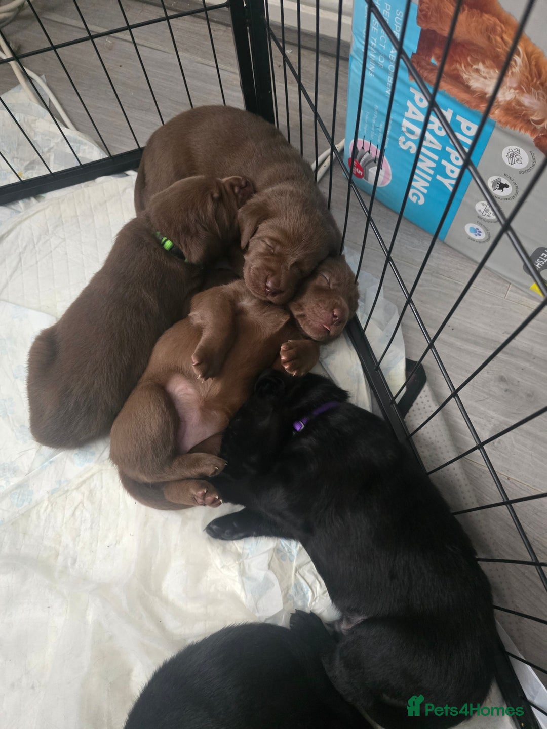 Labrador Retriever dogs for sale: Chunky cute lab pups for sale - Image 22