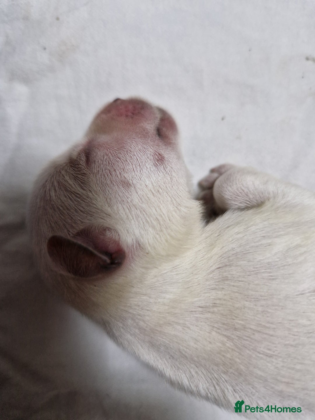 Miniature Schnauzer dogs for sale: Superb KC white minature schnauzer puppies  - Advert 6