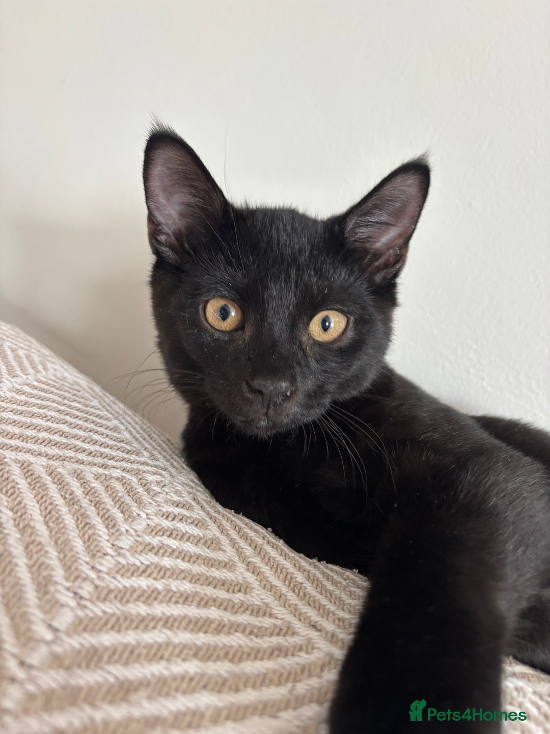 Mixed Breed cats for sale: Male black cat  - Advert 6
