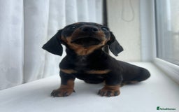 Miniature Dachshund dogs for sale: *REDUCED* 2 stunning female pups left - Image 1