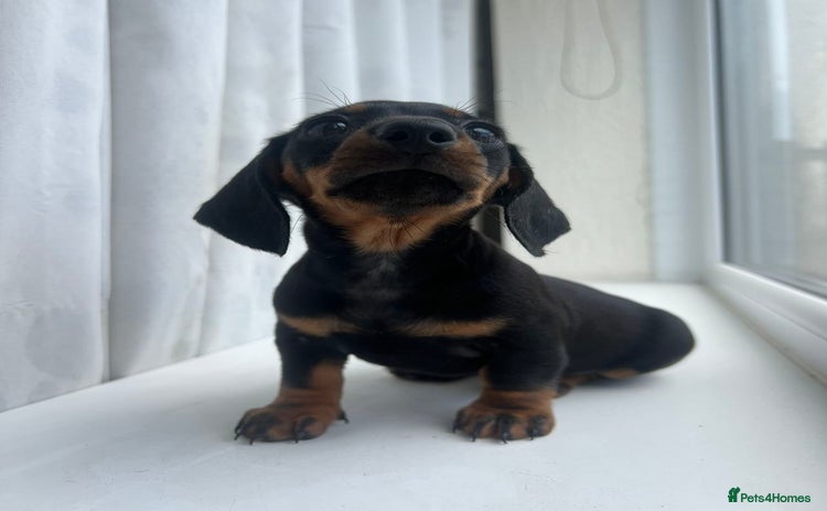 Miniature Dachshund dogs - Advert 2