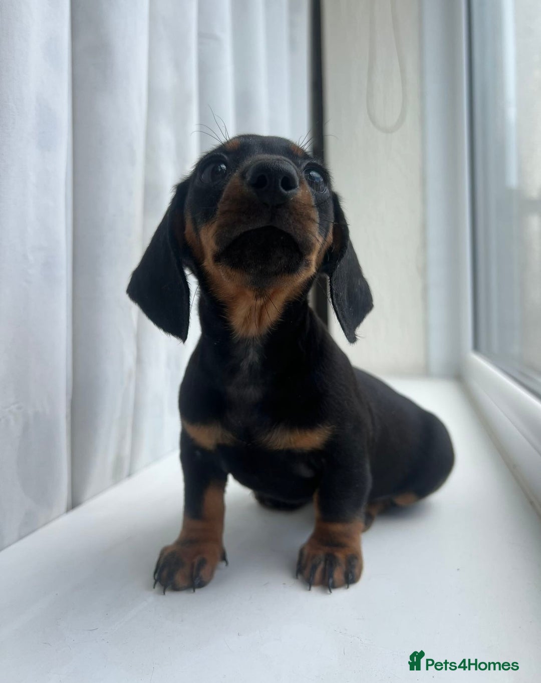 Miniature Dachshund dogs for sale: *REDUCED* 2 stunning female pups left - Image 1