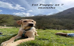 Labrador Retriever dogs for stud: Proven KC Labrador Stud in Stoke-on-Trent - Image 11