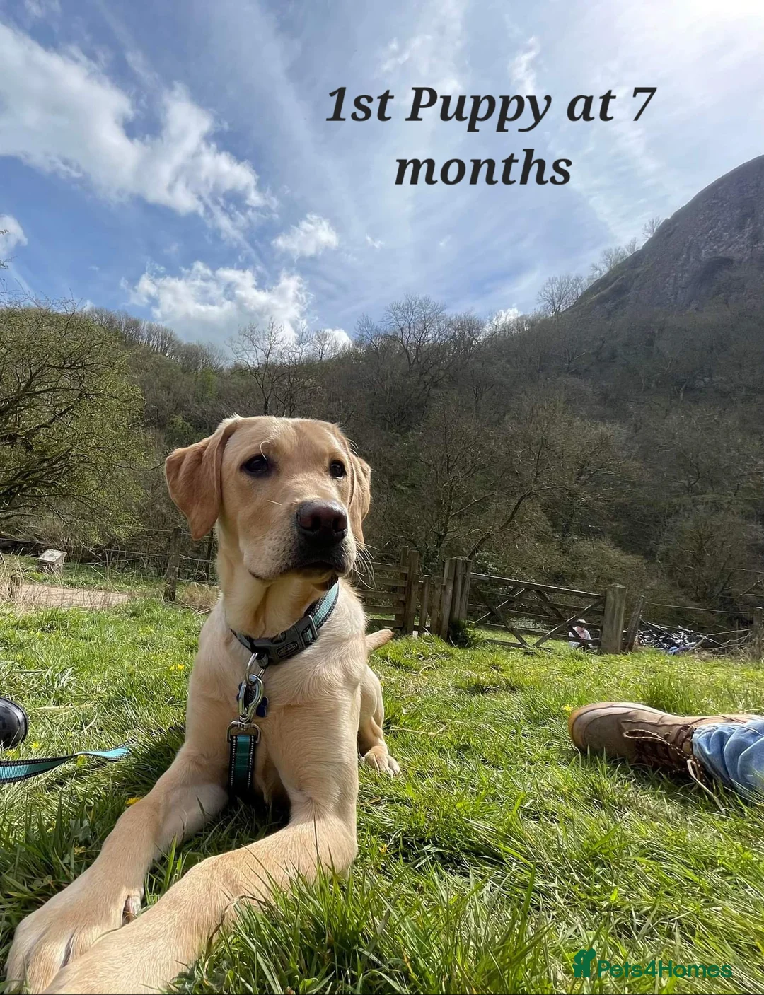 Labrador Retriever dogs for stud: Proven KC Labrador Stud in Stoke-on-Trent - Advert 11