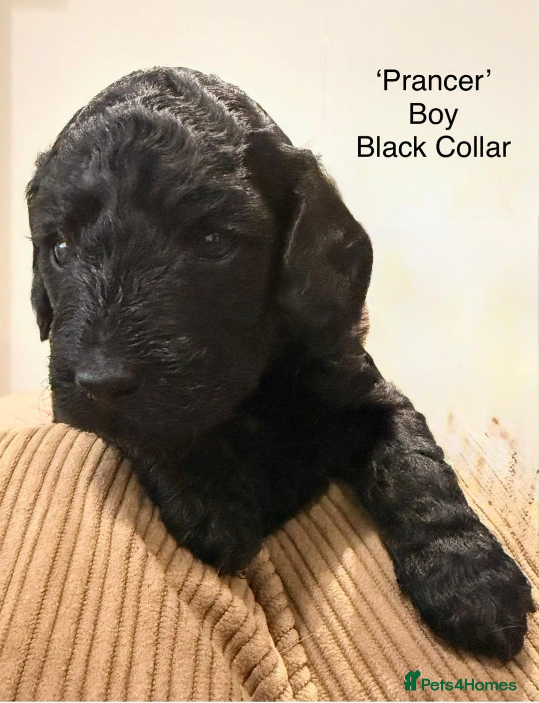 Cockapoo dogs for sale: Beautiful Merle Cockapoo puppies - Advert 12