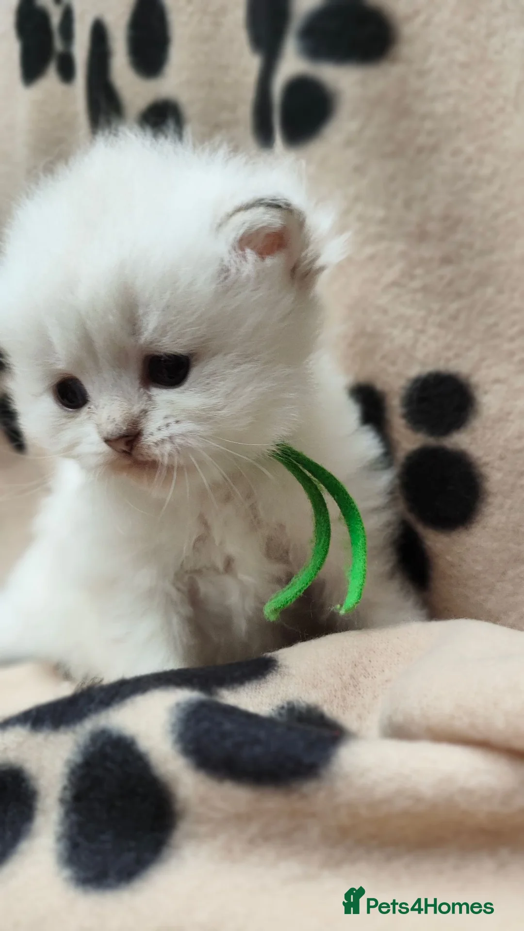 British Longhair cats for sale: TIKA -Beautiful British kittens female long hair  - Advert 2