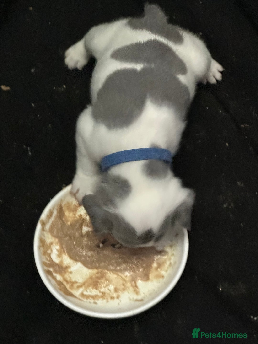 French Bulldog dogs for sale: French bulldog “fluffy” - Advert 13